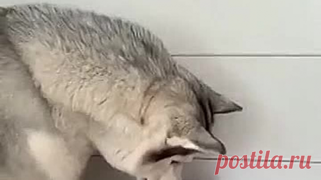 Самое милое видео за сегодня, оцените пожалуйста ♥️