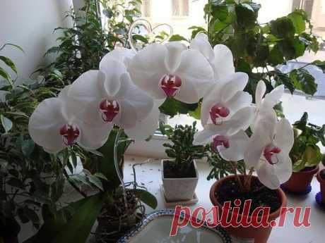 10 простых советов опытного цветовода

Если вашим цветочкам не здоровится, не нужно сразу бежать за химией в садовый магазин. Все составляющие этих рецептов вы найдете у себя дома.

1. Избавьтесь от тли с помощью моющего средства.
Тля любит пастись на свежих молодых побегах. Но вряд ли ей понравится пара капель моющего средства и мокрая тряпка. Одно движение - и тли как не бывало.

2. Долой насекомых.
Если в земле завелись крохотные насекомые, которые так и кишат в цветочн...