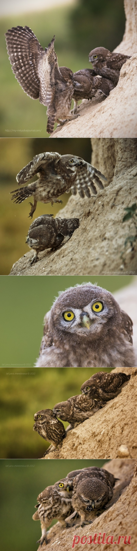 Семейство очаровательных сычиков (фото) — Наука и жизнь