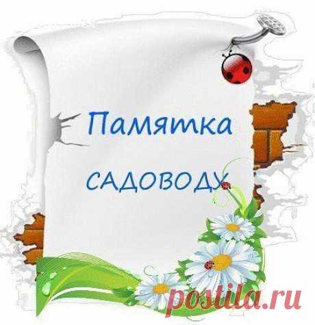 Если на огуречной грядке посадить подсолнечник, урожайность огурцов возрастет и плодоносить они будут дольше. 

Яблоню и вишню сажайте подальше одну от другой: их корни действуют друг на друга угнетающе. 

Если под яблоней посадить пижму или полынь, они защитят дерево от плодожорки. Защищает сад от вредителей и бузина. 
Показать полностью…