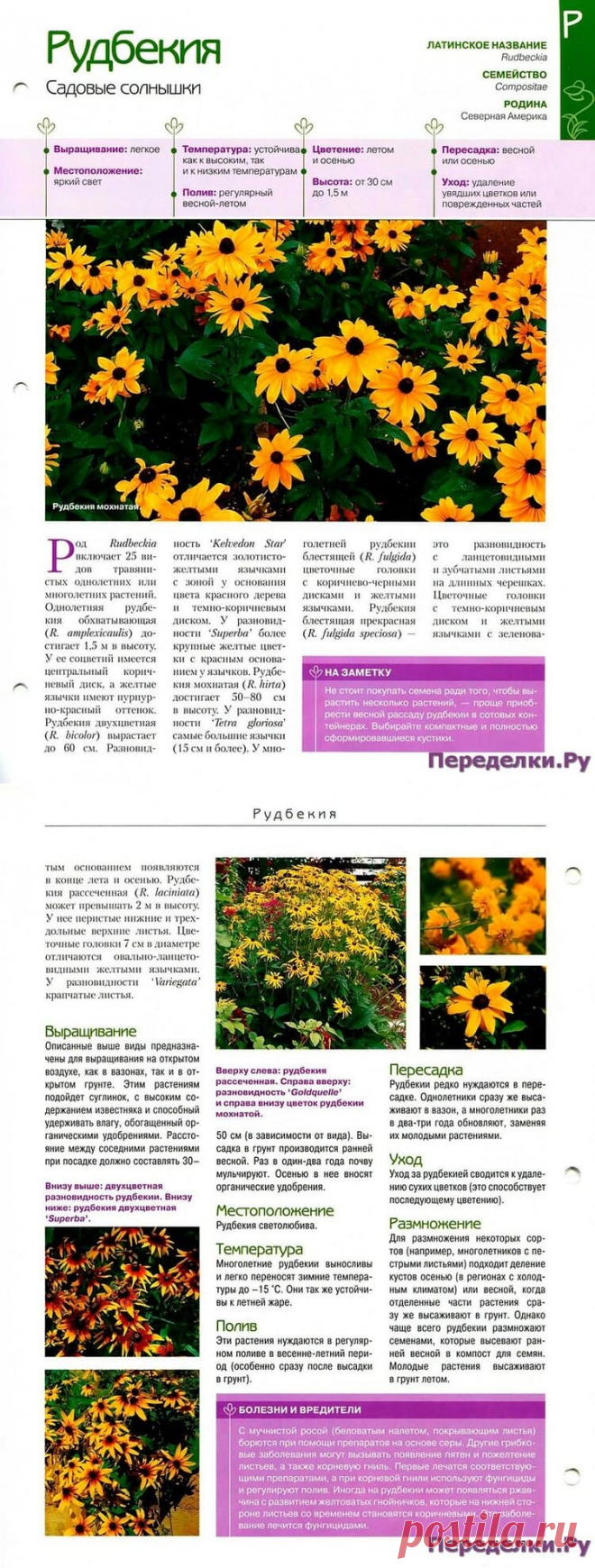 Рудбекия * Переделки.РуПеределки.Ру