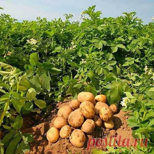 Питание для картофеля