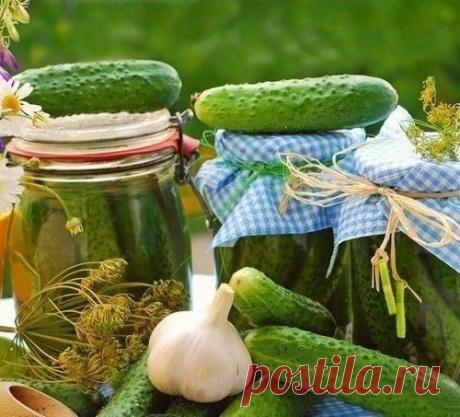 Малосольные огурчики. Классический рецепт