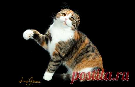 Scottish Fold - The Cat Fanciers' Association