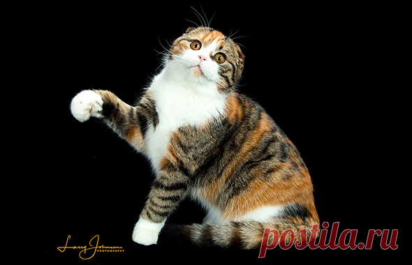 Scottish Fold - The Cat Fanciers' Association