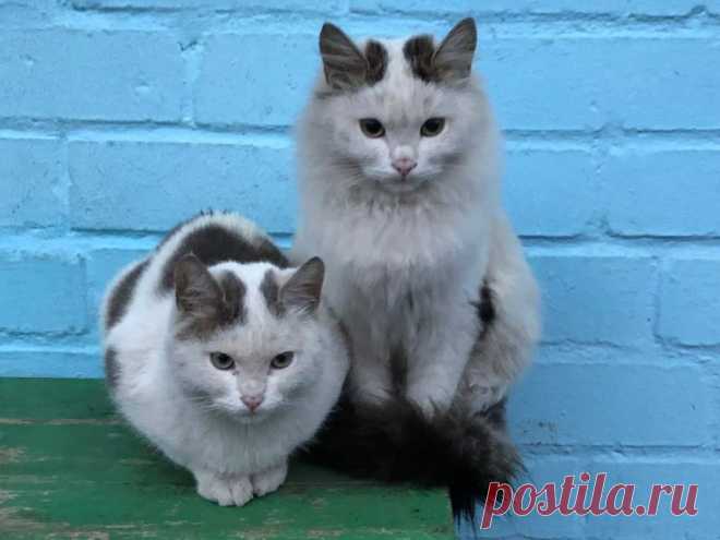 МУЖЧИНА ДУМАЛ, ЧТО КОРМИТ ОДНУ КОШКУ, А ОКАЗАЛОСЬ, ЧТО КОРМИЛ ДВУХ