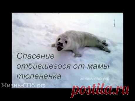 Нерпенок