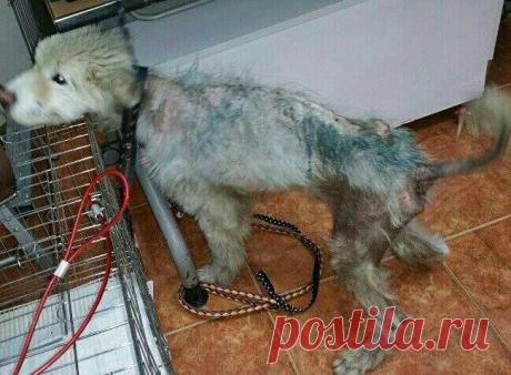 Пса без шерсти отобрали у владельца прямо на улице. Посмотрите, в какого шикарного самоеда он превратился 
Самоедские собаки известны своим роскошным белым мехом, поэтому когда мужчина из Южной Кореи заметил, что один такой пес на улице был почти лысым, он понял, что животное в беде и тянуть с его спасени…