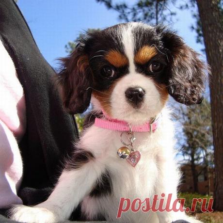 Подборка фото из жизни животных, смешные ситуации