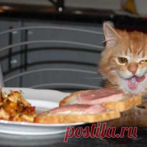 Великолепные кошки и еда