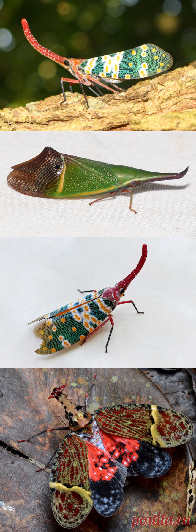 Самые необычные животные в мире (часть 30)