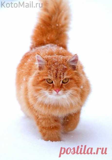 На зимней прогулке