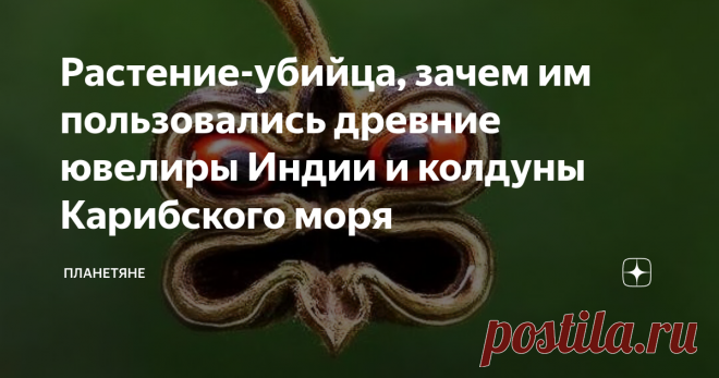 Растение-убийца, зачем им пользовались древние ювелиры Индии и колдуны Карибского моря Статья автора «Планетяне» в Дзене ✍: Как много интересных и загадочных растений произрастает на Земле, и как много историй с ними связано. Особенно, если растение выглядит необычно.