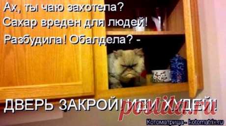 Из жизни кошачьей