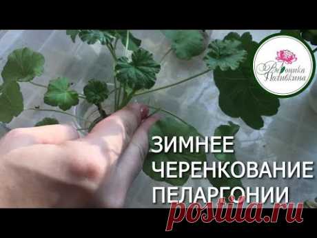 ПЕЛАРГОНИИ ЗИМОЙ:  УХОД, ЛЕЧЕНИЕ, РАЗМНОЖЕНИЕ