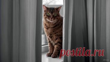 Кот – антидот - OGADANIE.RU