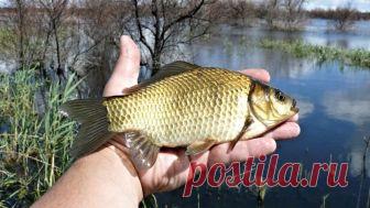 Удачное время для лова карася | Все о ловле рыбы 🎣 Рыбалке.нет