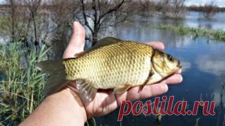 Удачное время для лова карася | Все о ловле рыбы 🎣 Рыбалке.нет