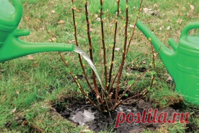 🌱 Лучшее время для посадки смородины осенью и пошаговая инструкция