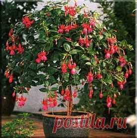 Фуксия (Fuchsia). Описание, виды и уход за фуксией | Флористика на "Добро ЕСТЬ!"