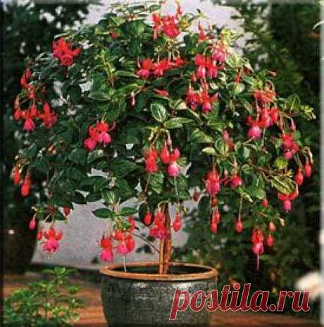 Фуксия (Fuchsia). Описание, виды и уход за фуксией | Флористика на &quot;Добро ЕСТЬ!&quot;