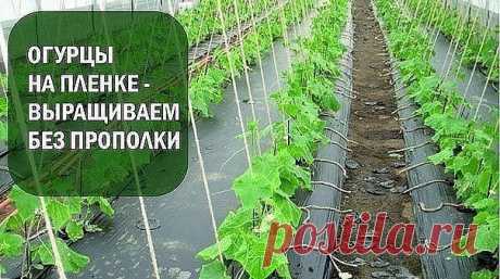 ПРОСТОЙ, НО УРОЖАЙНЫЙ СПОСОБ! ВЫРАЩИВАНИЕ ОГУРЦОВ НА ПЛЕНКЕ  

Мы знаем, что сорняки всегда надо удалять. Но есть удивительный способ выращивать огурцы без прополки. Причем, вдвойне удивительный, потому что выращивать мы их будем не под пленкой, а НА пленке! И…