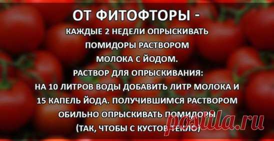 #фитофтора