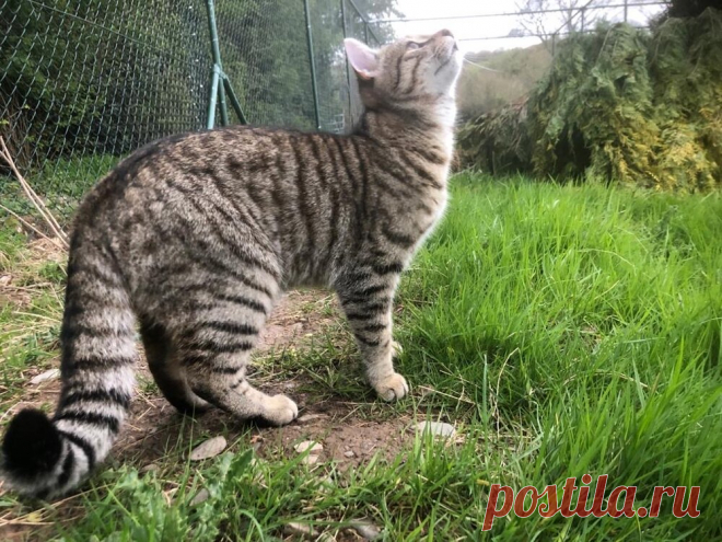 News — Wildcat Haven