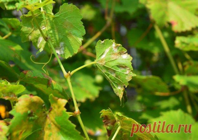 Мучнистая роса: признаки, лечение и профилактика опасной болезни