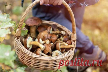 Пора в лес: где, когда и как собирать грибы — Сад Заготовка