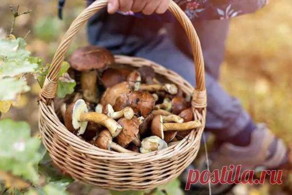 Пора в лес: где, когда и как собирать грибы — Сад Заготовка