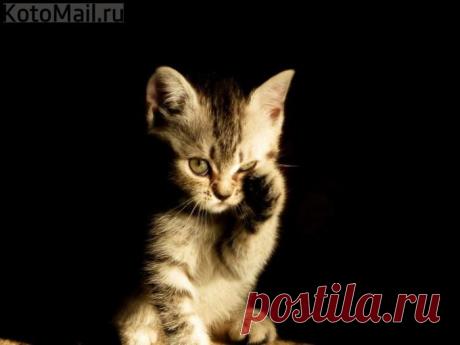 Не обижайте меня! | KotoMail.ru