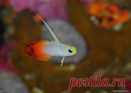 Андрей Шпатак Подводная жизнь.