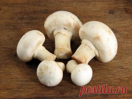 Особенности разведения шампиньонов в домашних условиях