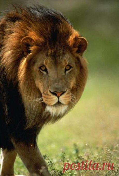 Фото Без названия. Альбом ЦАРЬ ЗВЕРЕЙ - 50 фото. Фотографии ⊰✿⊱ ОЛЬГА ⊰✿⊱.