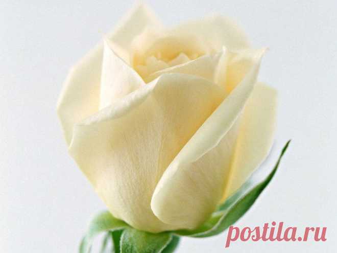 розы