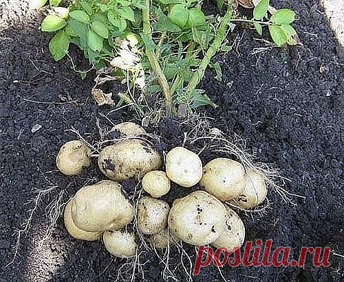 Сохраните чтобы не потерять