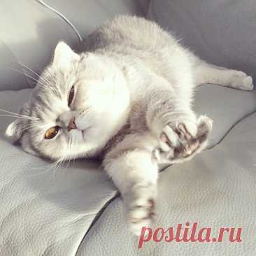 Потягушечки