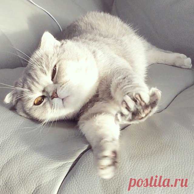 Потягушечки