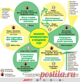 Система весенних обработок, которые позволяют улучшить здоровье растений | 6 соток