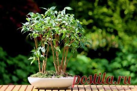 Причины, по которым у фикуса могут желтеть, а затем опадать листья — Journal women