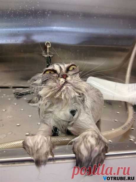Забавные мокрые котэ))