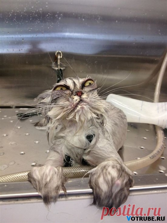 Забавные мокрые котэ))