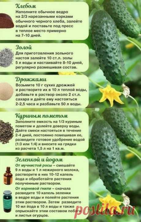 ЧЕМ ПОДКОРМИТЬ ОГУРЦЫ 🥒🥒 Дачникам на заметку