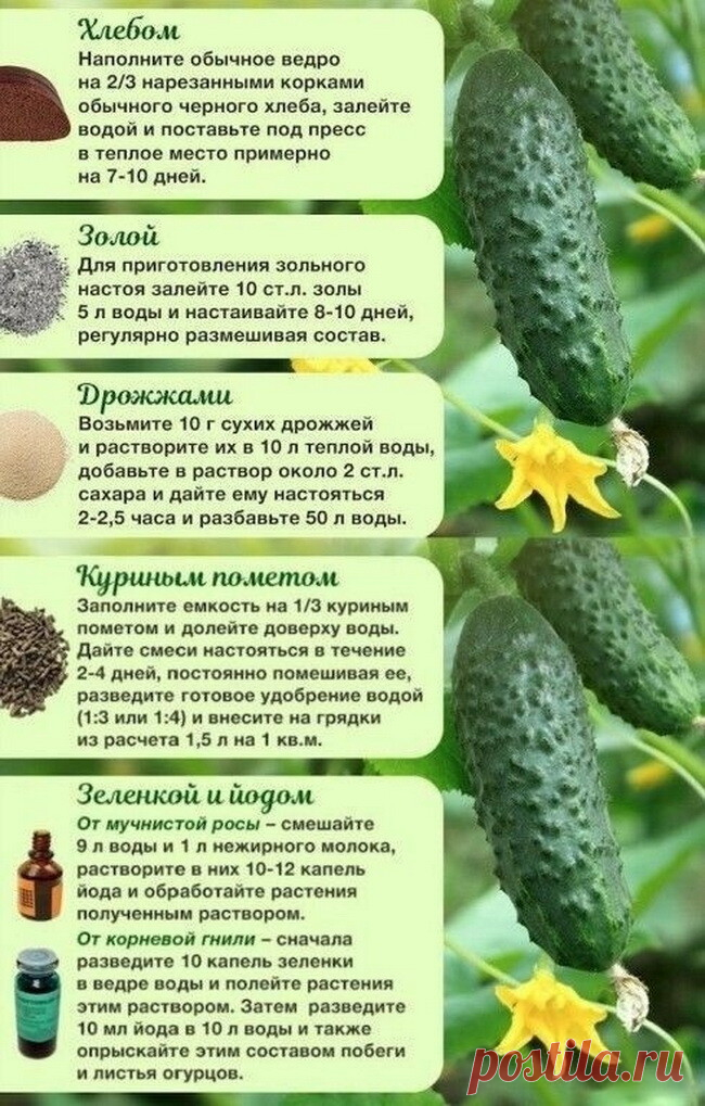 ЧЕМ ПОДКОРМИТЬ ОГУРЦЫ 🥒🥒 Дачникам на заметку