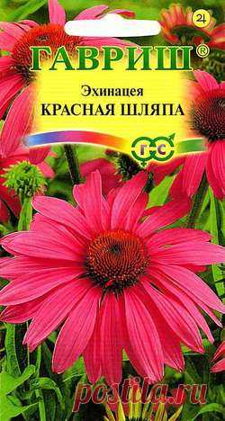Эхинацея "Красная шляпа"