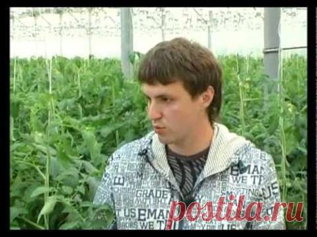▶ Сад и огород. Уход и формирование плодов томата. - YouTube