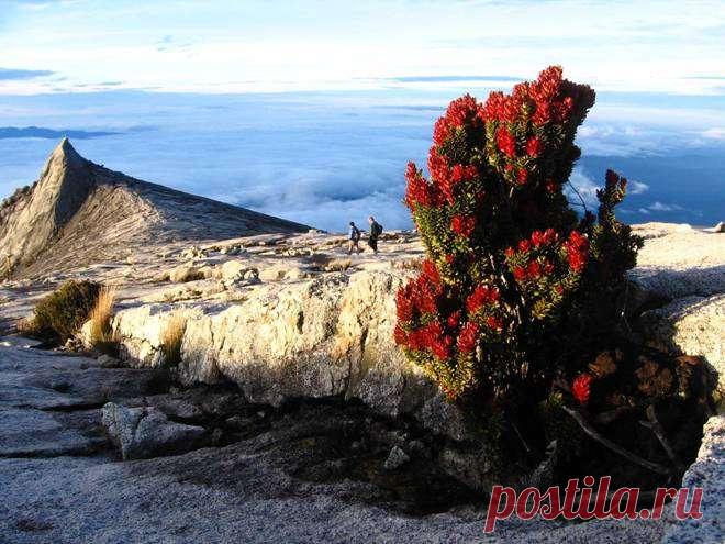 Национальный Парк Кинабалу (Малайзия)