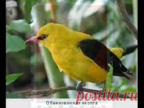 Владимир Маркин — Иволга — слушать бесплатно, текст песни — MOSKVA.FM