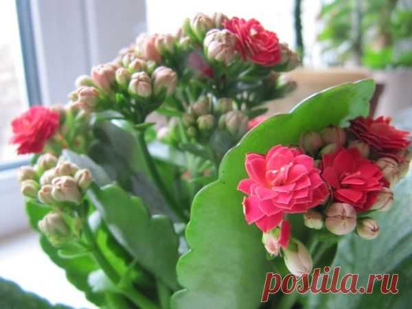 Каланхоэ Розалина: тропический житель подоконника